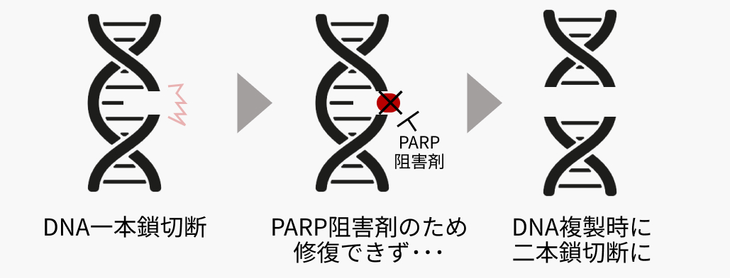 【解説】PARP阻害薬 + ARSIのシナジー効果 (日本泌尿器科学会 アップデートシリーズより)