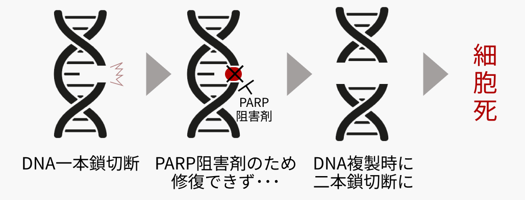 【解説】PARP阻害薬 + ARSIのシナジー効果 (日本泌尿器科学会 アップデートシリーズより)