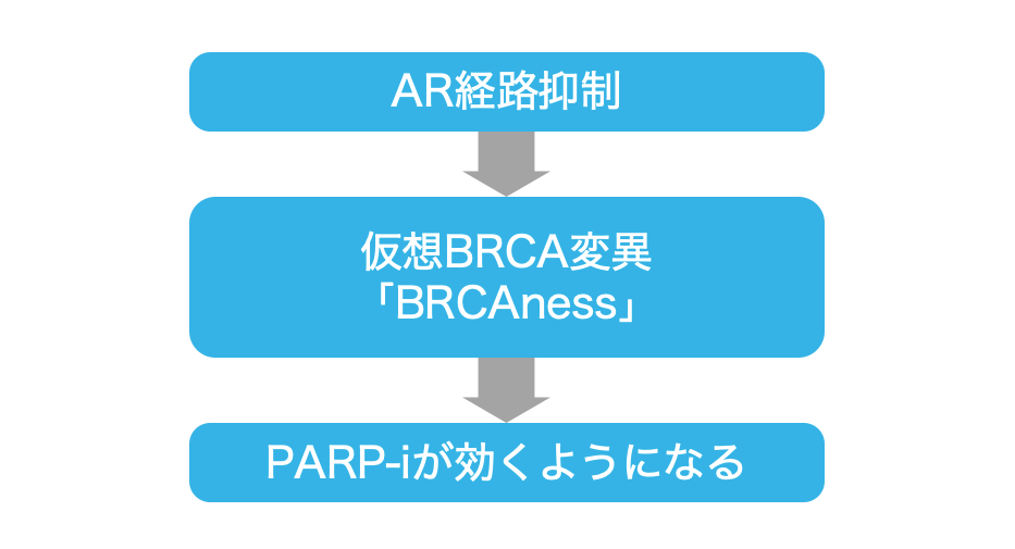 【解説】PARP阻害薬 + ARSIのシナジー効果 (日本泌尿器科学会 アップデートシリーズより)