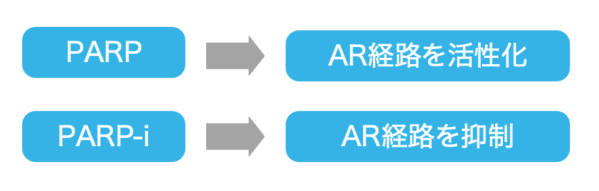 【解説】PARP阻害薬 + ARSIのシナジー効果 (日本泌尿器科学会 アップデートシリーズより)