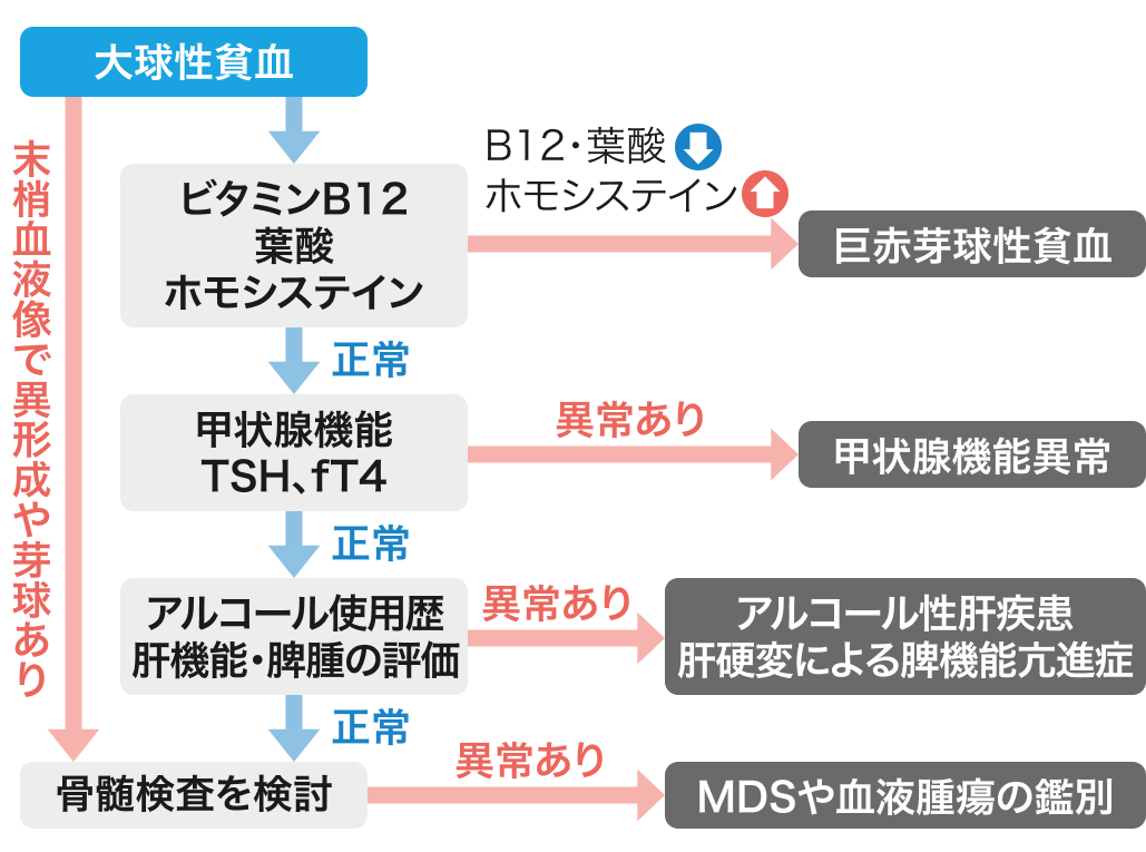 【もう迷わない！】貧血マネジメント⑤「大球性貧血」(聖路加 藤野先生)