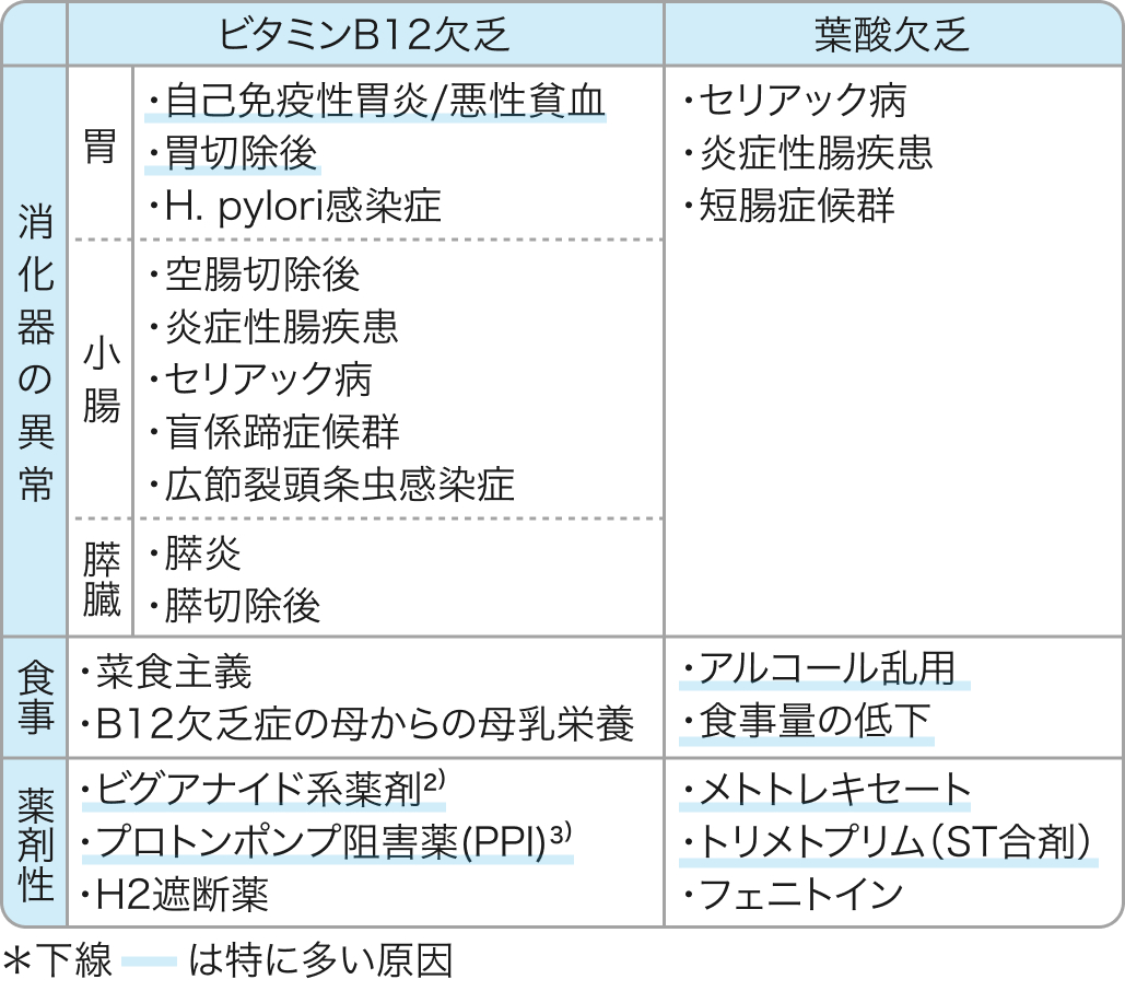 【もう迷わない！】貧血マネジメント⑤「大球性貧血」(聖路加 藤野先生)