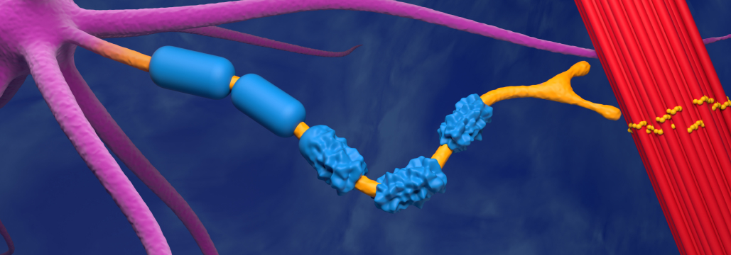【Lancet】ALS､ リルゾール＋低用量IL-2でOSが有意に改善