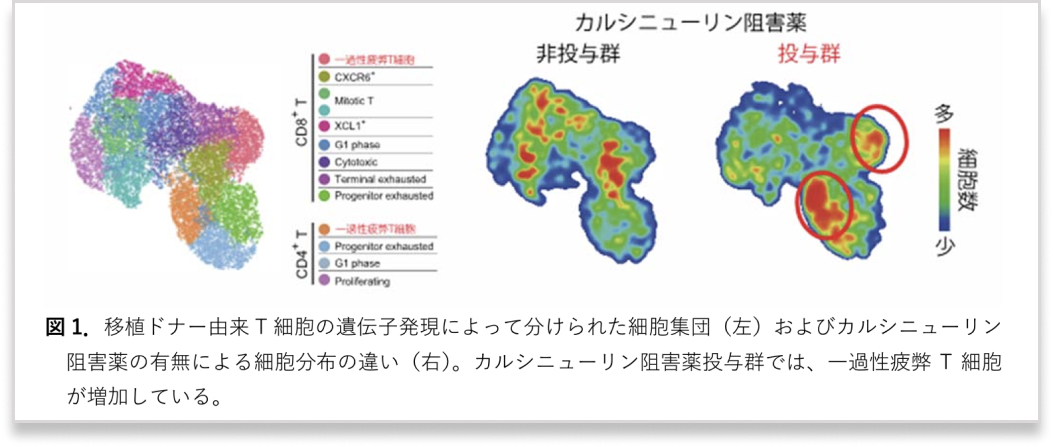 【Blood】シクロスポリンが慢性GVHDの発症に繋がることを発見