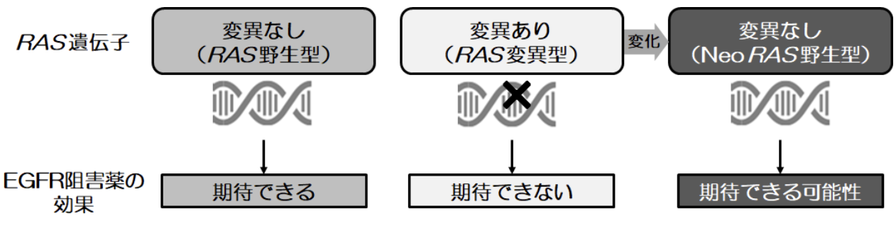 【Nat Commun】抗EGFR抗体の新たな治療標的の可能性