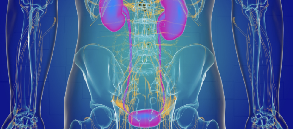 【Lancet Oncol】3者併用療法は根治的膀胱全摘術と同等：筋層浸潤性膀胱尿路上皮癌