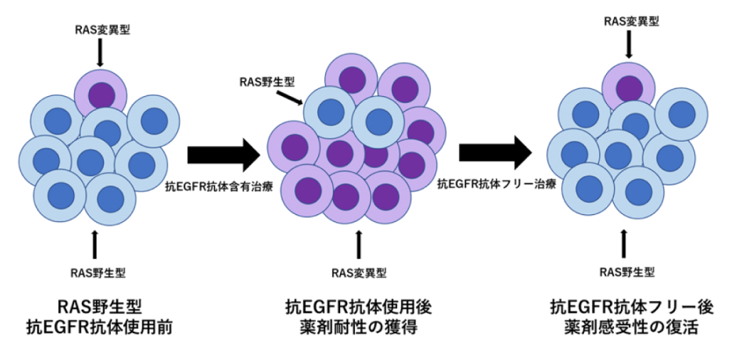 【解説】切除不能大腸癌における抗EGFR抗体薬の再投与は有効か？