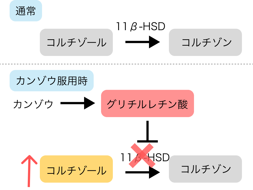 【注意！】夏の漢方処方 ｢芍薬甘草湯｣ だけじゃない!? 偽アルドステロン症･低K血症