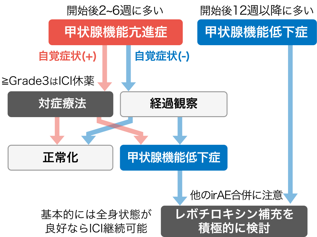 【irAE】甲状腺機能異常のマネジメント  (京都大学医学部附属病院 山内一郎先生)