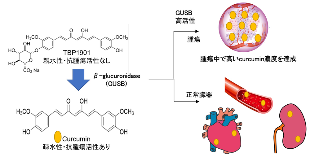 「がん薬物療法を未来につなぐ」 関西医科大・金井医師 (後編)