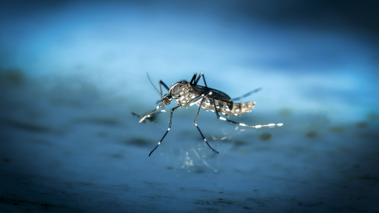 【Lancet】妊娠第1期のマラリア、アルテミシニンを用いた治療は安全か