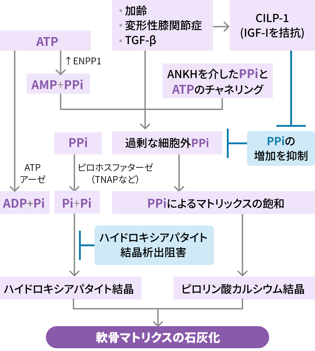 【リウマチ･膠原病のQ&A】