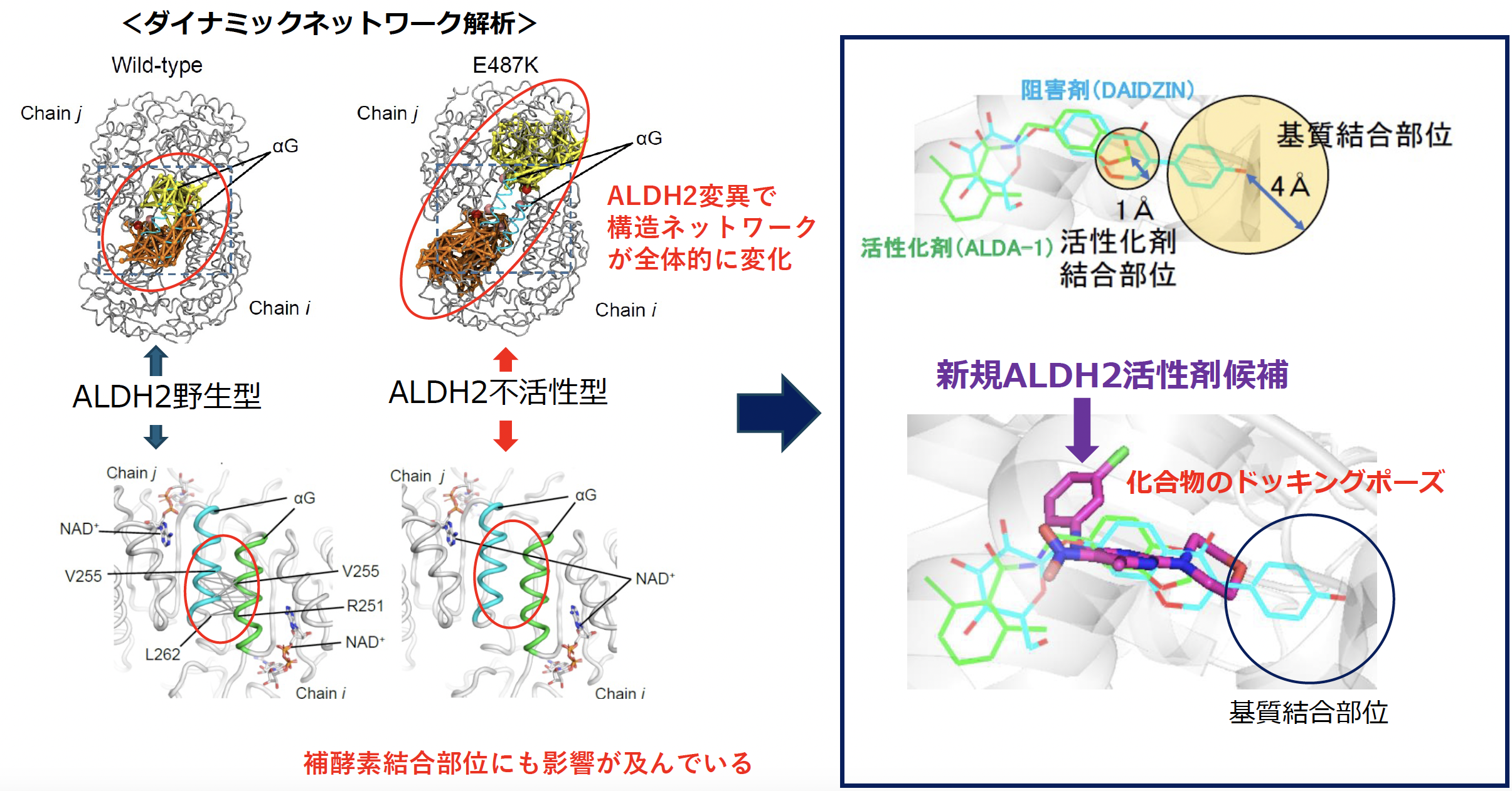 アルコール健康障害を防ぐ食道癌予防薬の開発 (特集第3回)