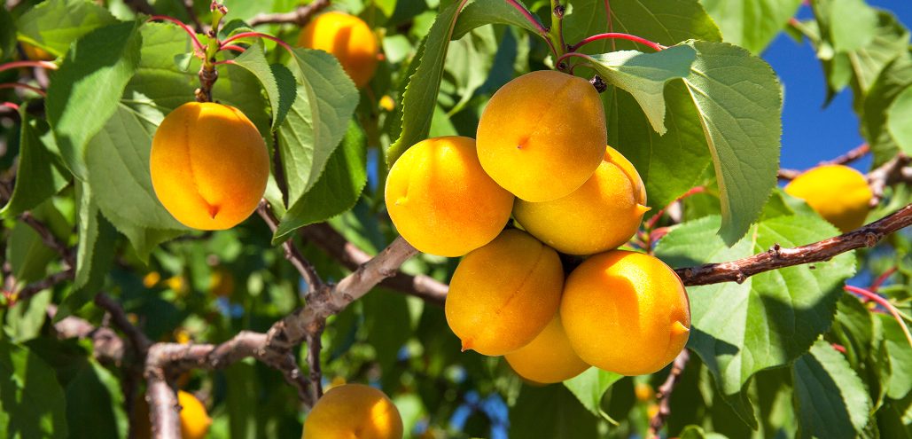 【関東】母校の ｢あるある｣ エピソード