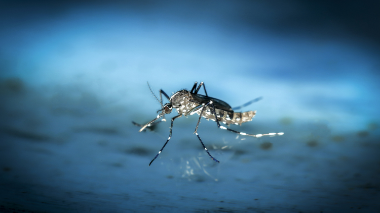 【NEJM】モノクローナル抗体CIS43LS投与がマラリア感染予防に有効