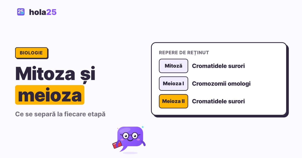 Mitoza și meioza: diferențe, etape și exerciții. Mitoză: Cromatidele surori. Meioza I: Cromozomii omologi. Meioza II: Cromatidele surori.
