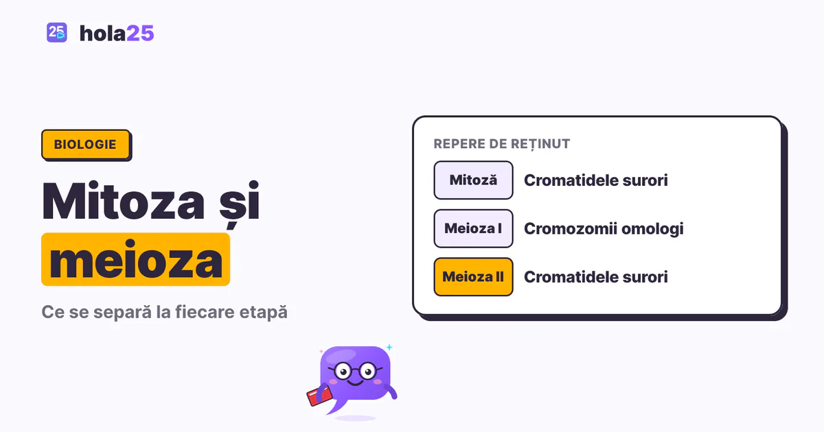 Mitoza și meioza: diferențe, etape și exerciții. Mitoză: Cromatidele surori. Meioza I: Cromozomii omologi. Meioza II: Cromatidele surori.