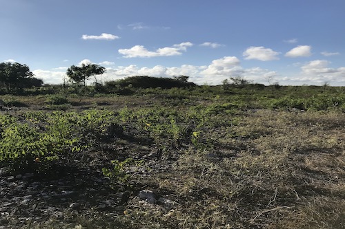 Properties for sale in Paje, Zanzibar