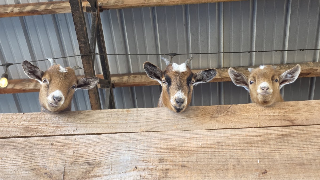 Cagle's Family Farm