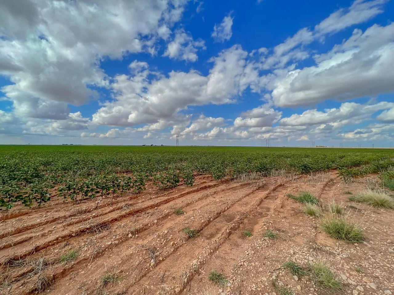 Photo 7 — RFP, UNIT 3 Cooper Boulevard, Ropesville, TX 79358