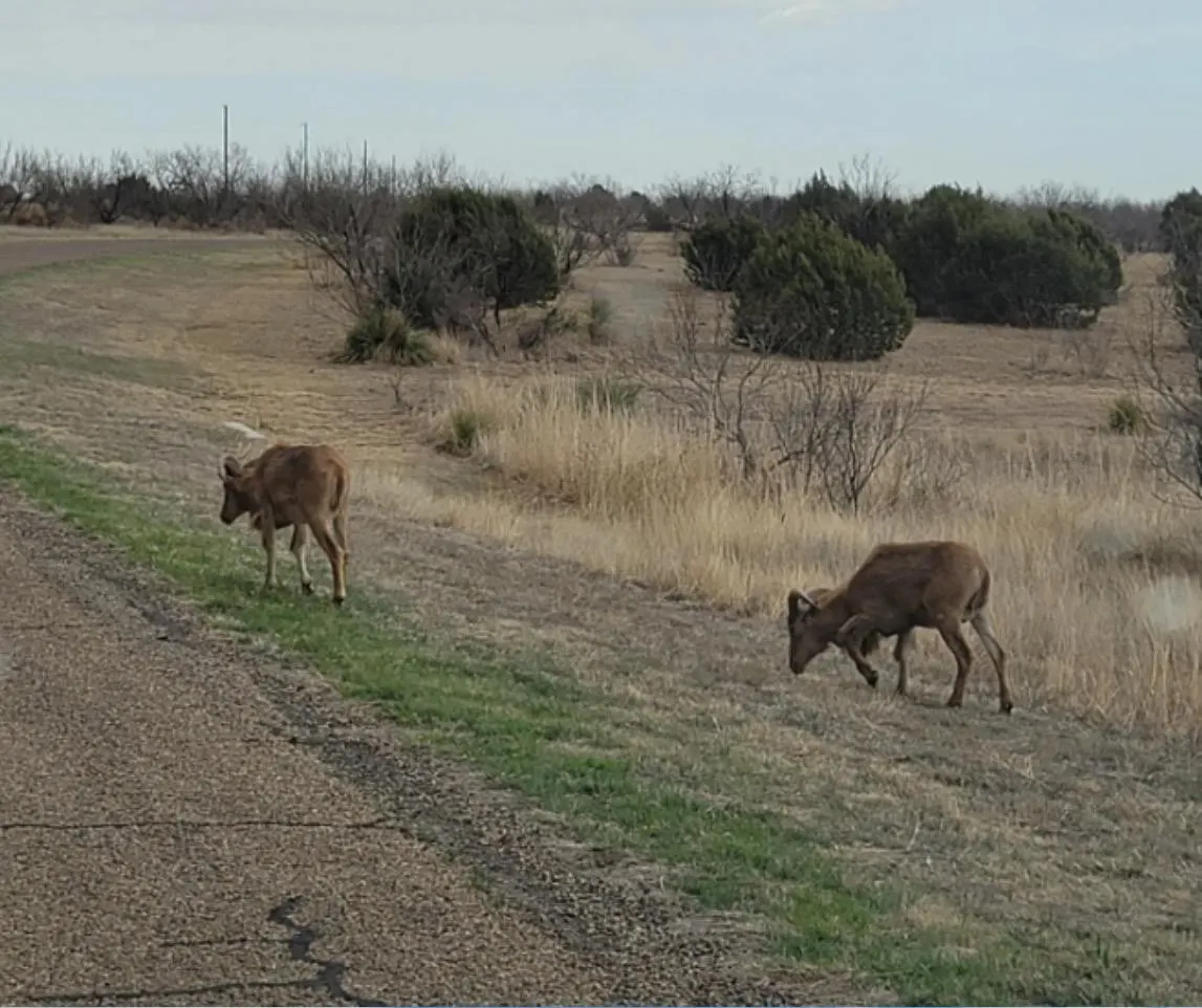 Photo 3 — 314 Prairie Point, Canyon, TX 79015