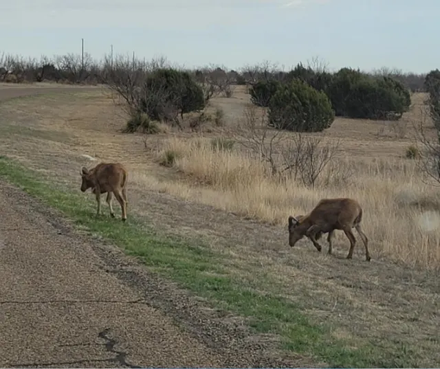 Photo 3 — 314 Prairie Point, Canyon, TX 79015
