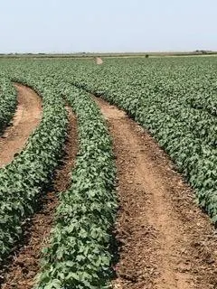 Photo 22 — 13405 N FM 400, Idalou, TX 79329
