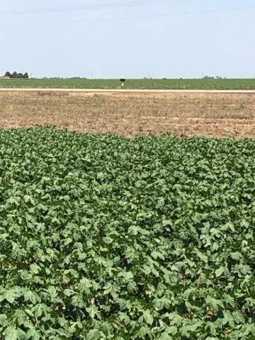 Photo 24 — 13405 N FM 400, Idalou, TX 79329