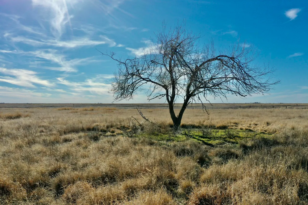 Photo 17 — Co Rd 72, Lockney, TX 79241