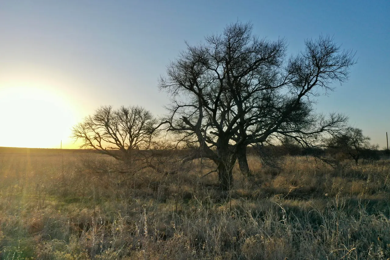 Photo 20 — TX-86, Turkey, TX 79261