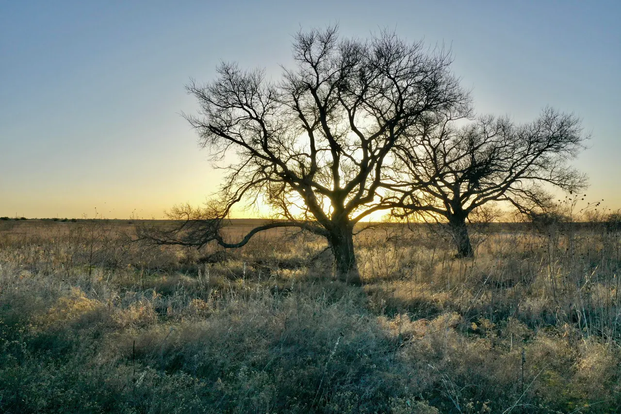 Photo 21 — TX-86, Turkey, TX 79261