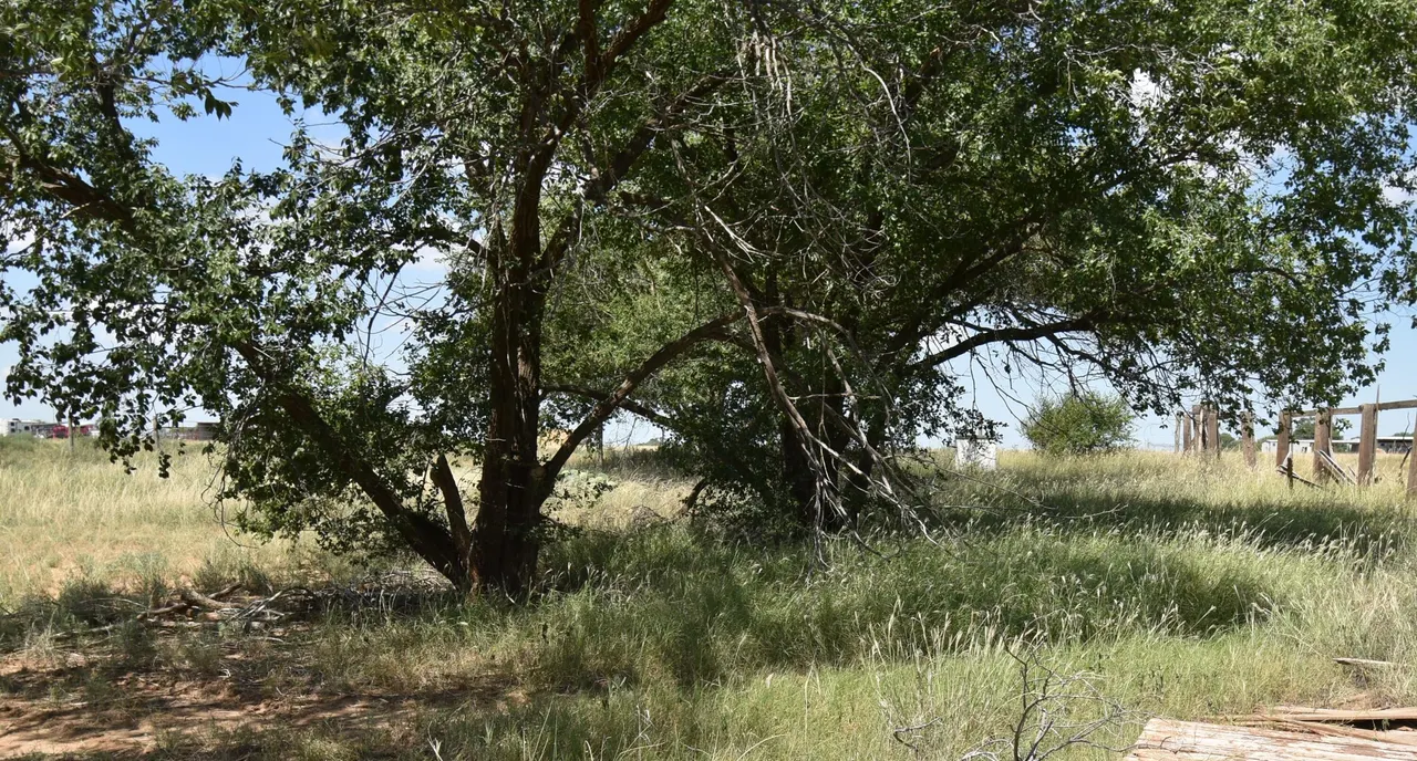 Photo 82 — 100 N Sunset Avenue, Littlefield, TX 79339