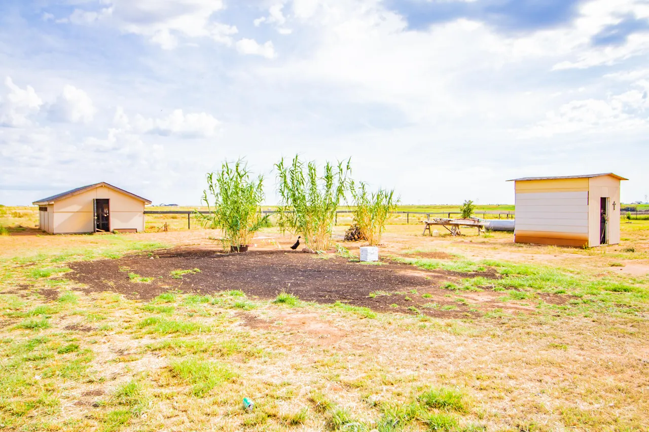 Photo 9 — 7710 County Rd 5800, Shallowater, TX 79363