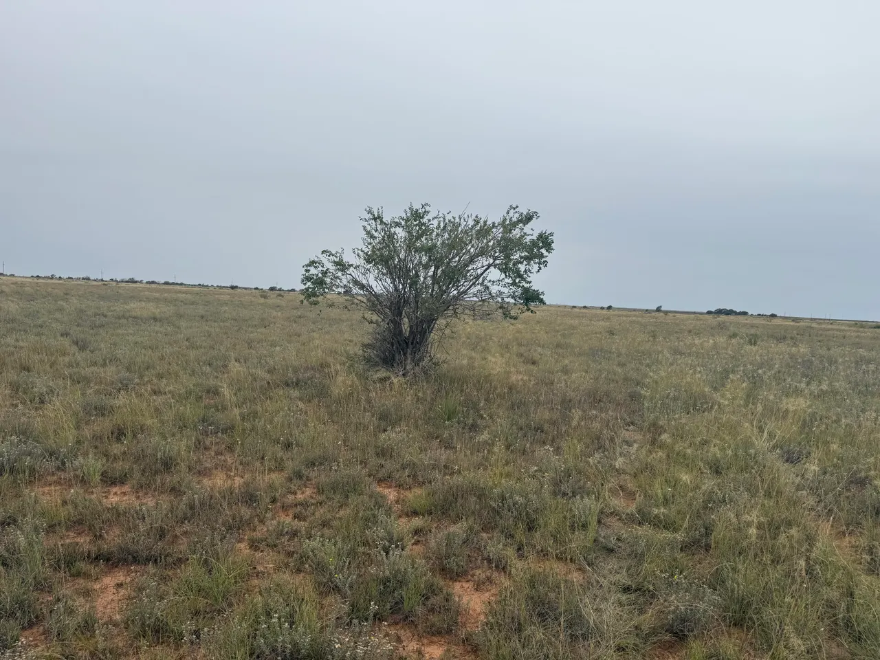 Photo 4 — 0 Fm 168, Brownfield, TX 79316
