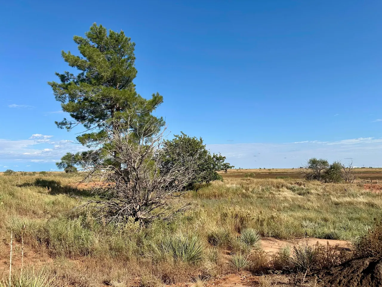 Photo 16 — 13822 N F M 1264, Lubbock, TX 79403