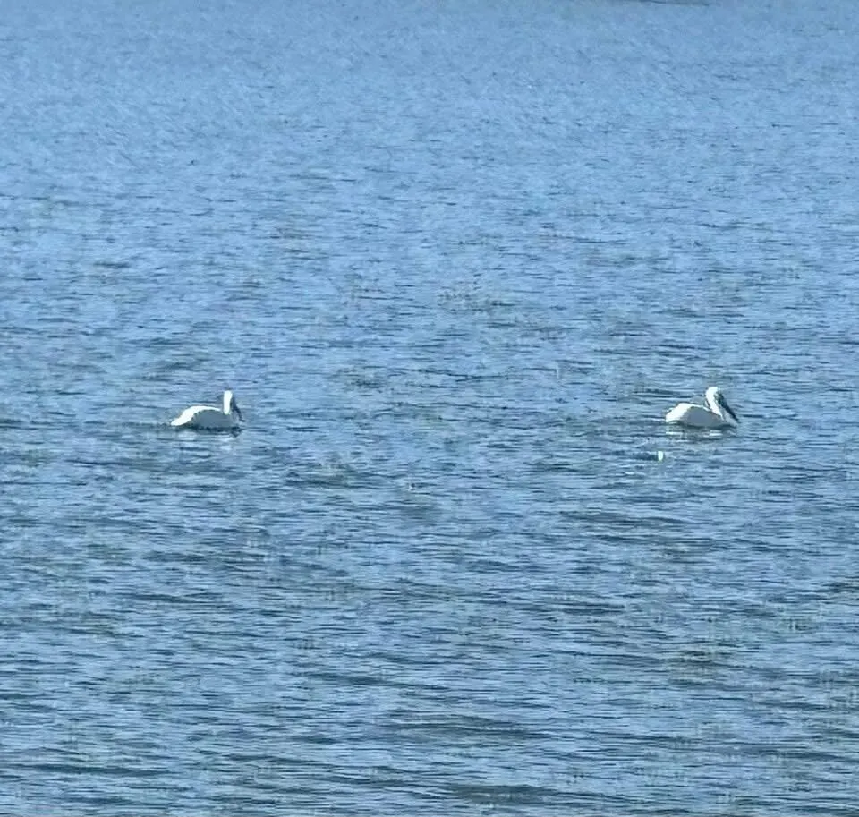 Photo 100 — 98 S Lakeshore Drive, Ransom Canyon, TX 79366