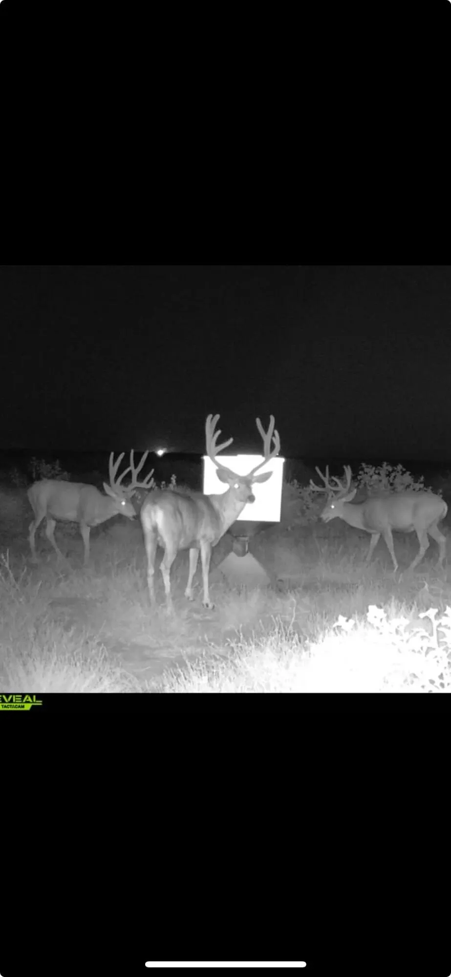 Photo 2 — FM 2182 FM 2182, Morton, TX 79346