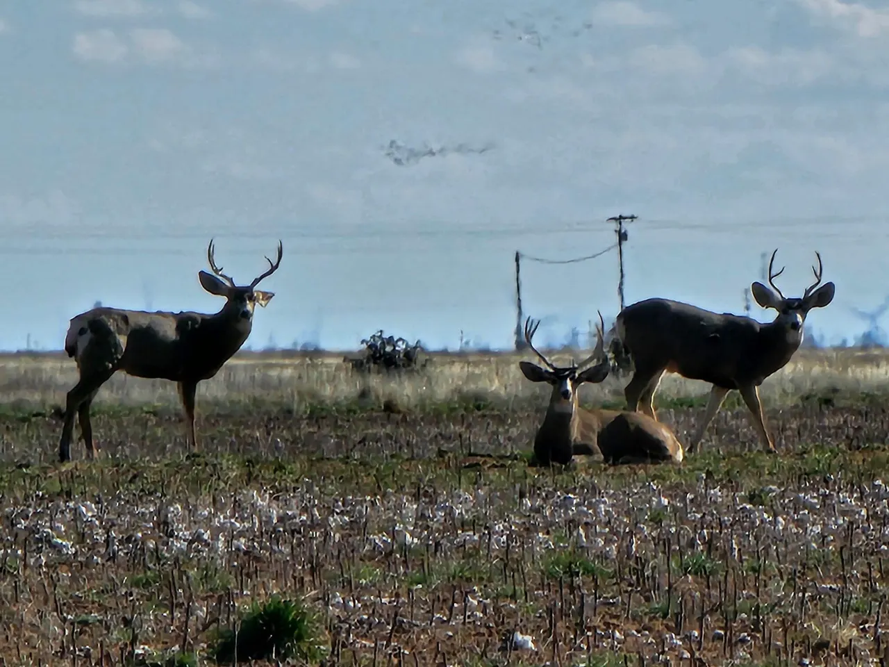 Photo 10 — 1521 County Road 13, Tahoka, TX 79373