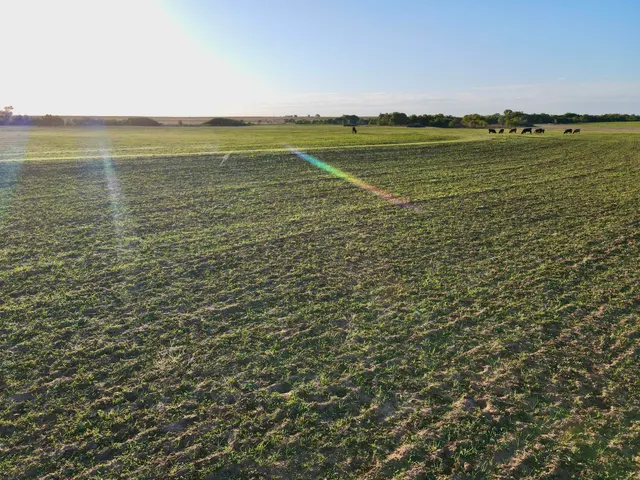 Photo 4 — Tract 3- 20+/- Acres State Highway 70, Turkey, TX 79261