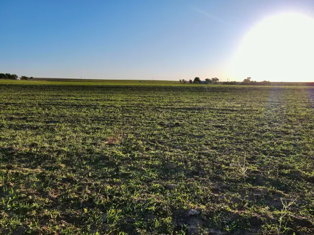 Photo 5 — Tract 3- 20+/- Acres State Highway 70, Turkey, TX 79261