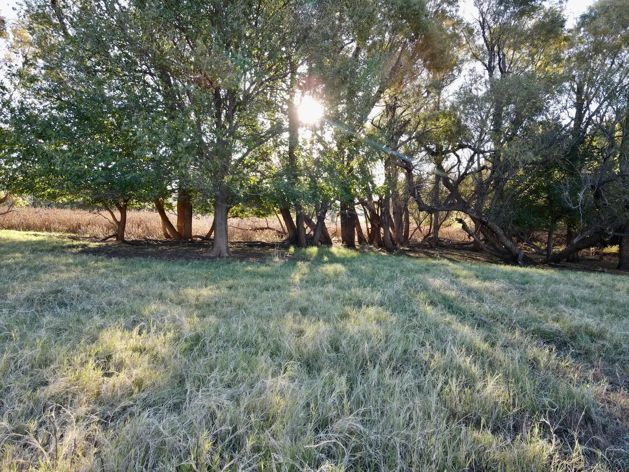 Photo 10 — Tract 5- 115+/- Acres State Highway 70, Turkey, TX 79261