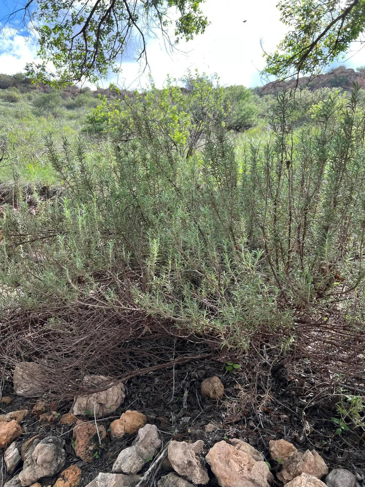 Photo 91 — 109 S Lakeshore Drive, Ransom Canyon, TX 79366