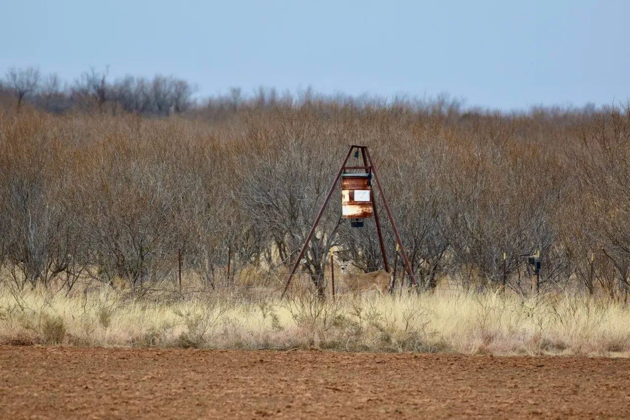 Photo 43 — Farm To Market 1440, Cee Vee, TX 79223