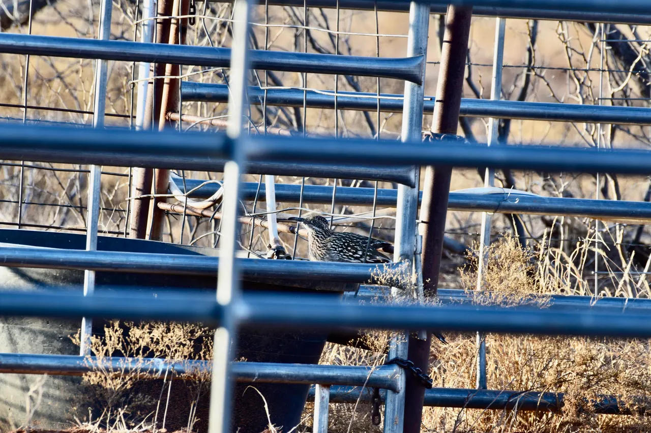 Photo 52 — Farm To Market 1440, Cee Vee, TX 79223