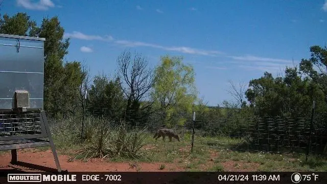 Photo 15 — 1441 Co Rd 362, Dickens, TX 79229