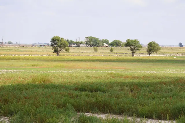 Photo 5 — County Road 193, Muleshoe, TX 79347