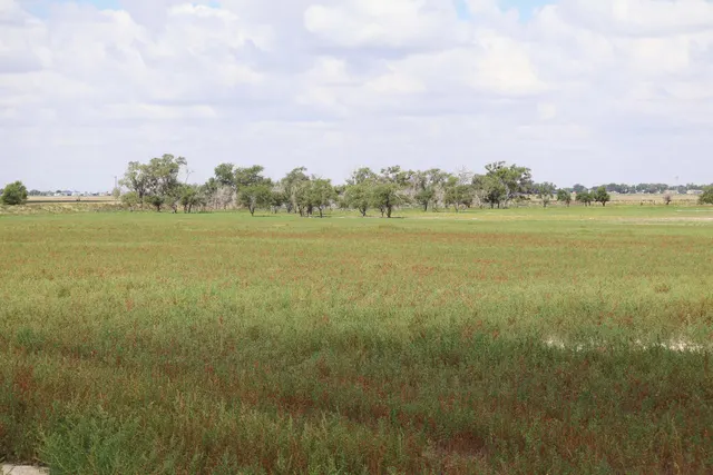 Photo 6 — County Road 193, Muleshoe, TX 79347