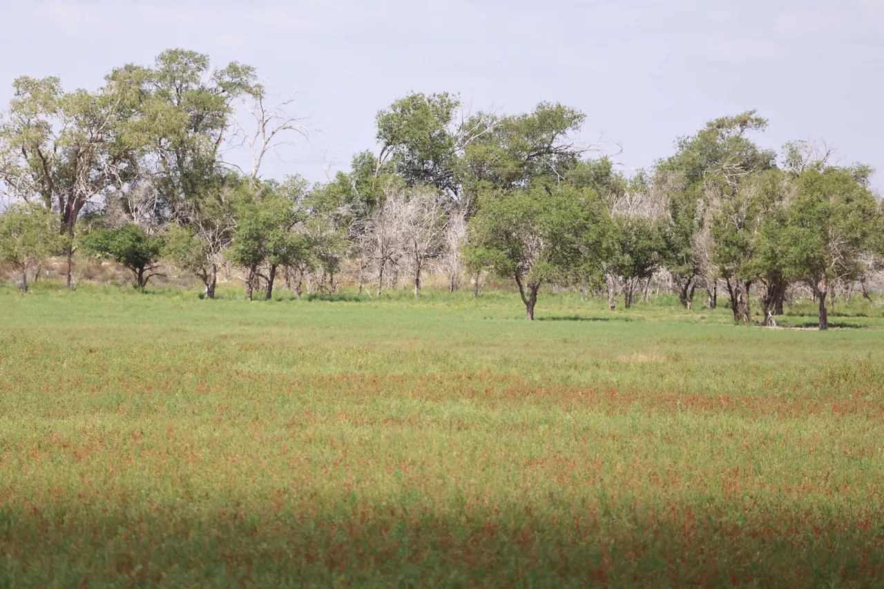 Photo 4 — County Road 193, Muleshoe, TX 79347