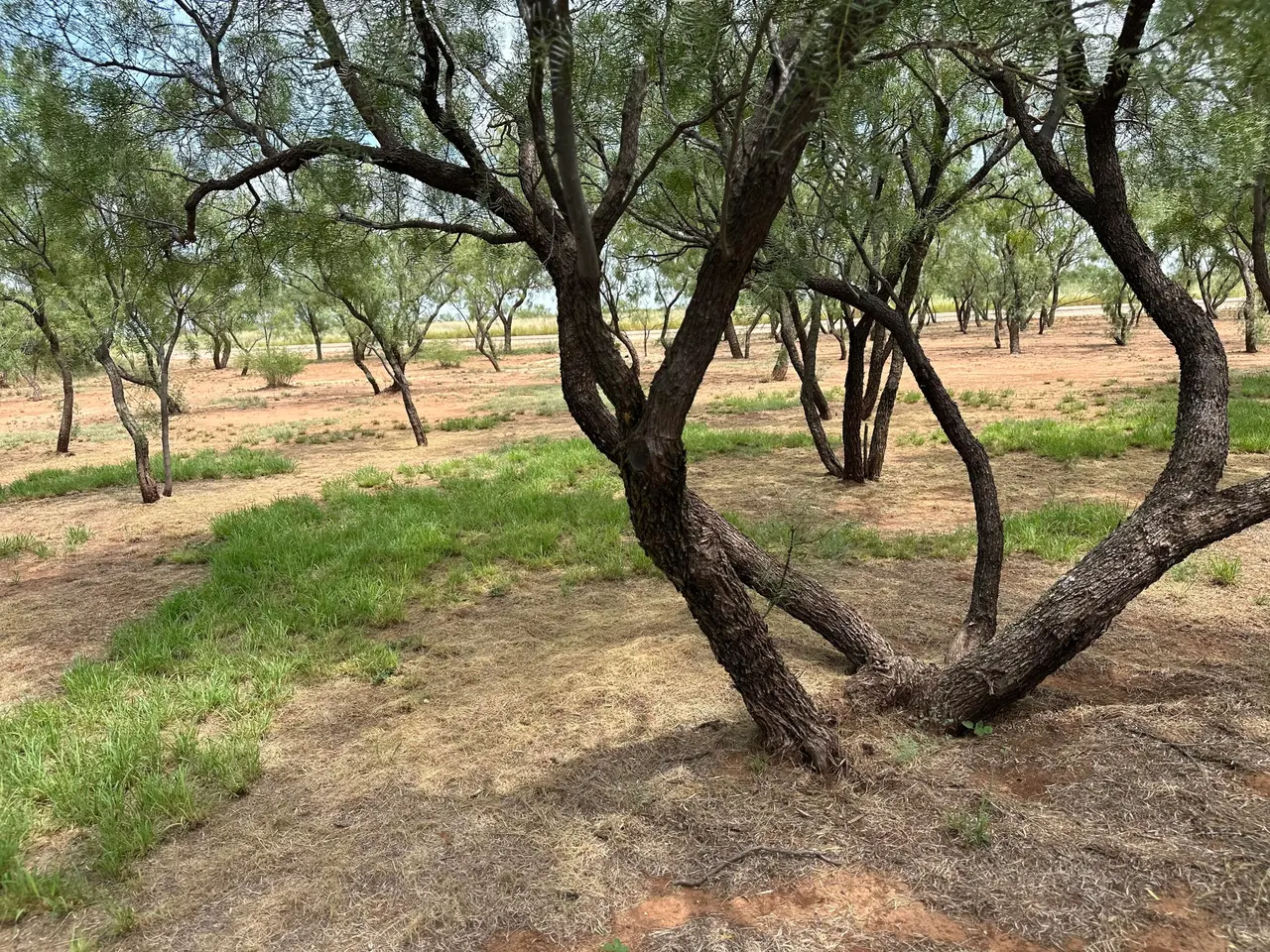 Photo 63 — 4200 CR 351 N, Snyder, TX 79549