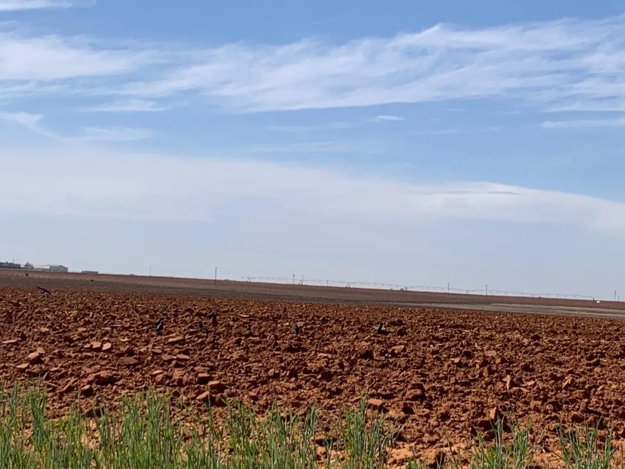 Photo 8 — Dove, Ropesville, TX 79358